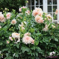 Café au Lait Dahlia Tuber