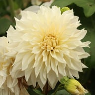 Café au Lait Dahlia Knöl