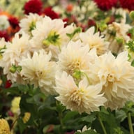 Café au Lait Dahlia Knöl