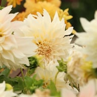 Café au Lait Dahlia Tuber