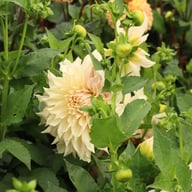 Café au Lait Dahlia Knöl