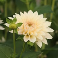 Café au Lait Mini Dahlia Tuber