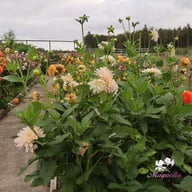 Café au Lait Mini Dahlia Knöl