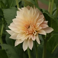 Café au Lait Mini Dahlia Tuber