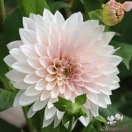 Café au Lait Mini Dahlia Knöl