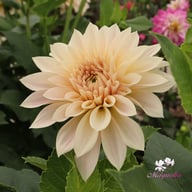 Café au Lait Mini Dahlia Knöl