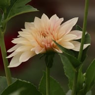 Café au Lait Mini Dahlia Tuber