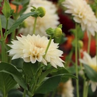 Café au Lait Mini Dahlia Tuber