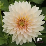 Café au Lait Mini Dahlia Knöl