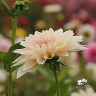 Café au Lait Mini Dahlia Knöl