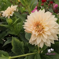 Café au Lait Mini Dahlia Knöl
