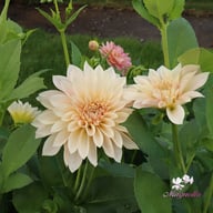 Café au Lait Mini Dahlia Knöl