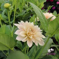 Café au Lait Mini Dahlia Knöl