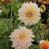 Café au Lait Mini Dahlia Knöl