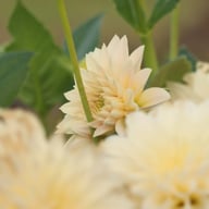 Café au Lait Mini Dahlia Tuber