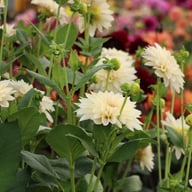 Café au Lait Mini Dahlia Tuber
