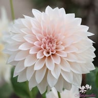 Café au Lait Mini Dahlia Knöl