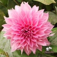Café au Lait Rosé Dahlia Knöl