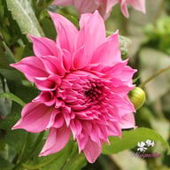 Café au Lait Rosé Dahlia Knöl