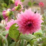 Café au Lait Rosé Dahlia Knöl