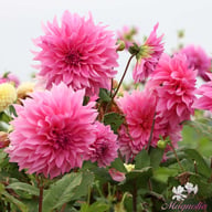 Café au Lait Rosé Dahlia Knöl