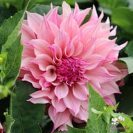 Café au Lait Royal Dahlia Knöl