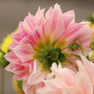 Café au Lait Royal Dahlia Knöl