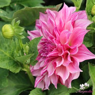 Café au Lait Royal Dahlia Knöl