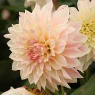 Café au Lait Royal Dahlia Knöl