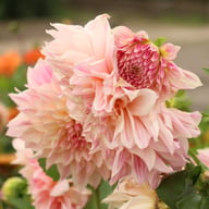 Café au Lait Royal Dahlia Knöl