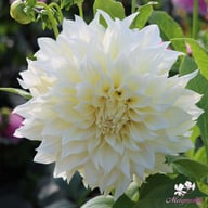 Café au Lait Supreme Dahlia Tuber