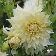 Café au Lait Supreme Dahlia Tuber