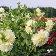 Café au Lait Supreme Dahlia Tuber