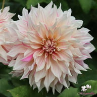 Café au Lait Twist Dahlia Knöl