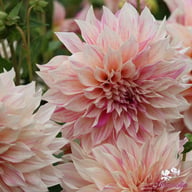 Café au Lait Twist Dahlia Knöl