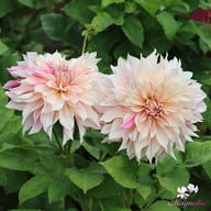 Café au Lait Twist Dahlia Knöl