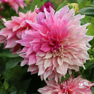 Café au Lait Twist Dahlia Knöl