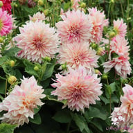 Café au Lait Twist Dahlia Knöl