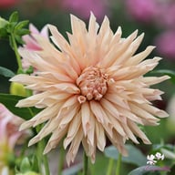 Café de Paris Dahlia Tuber