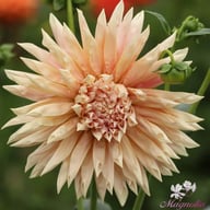 Café de Paris Dahlia Tuber
