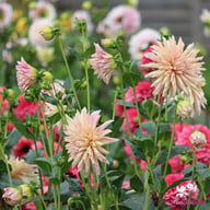 Café de Paris Dahlia Tuber
