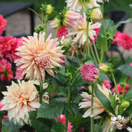 Café de Paris Dahlia Tuber