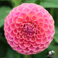 Caitlin's Joy Dahlia Knöl