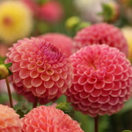 Caitlin's Joy Dahlia Knöl