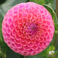 Caitlin's Joy Dahlia Knöl