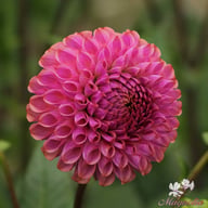 Caitlin's Joy Dahlia Knöl