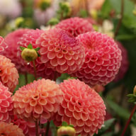 Caitlin's Joy Dahlia Knöl