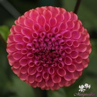 Caitlin's Joy Dahlia Knöl