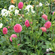 Caitlin's Joy Dahlia Knöl