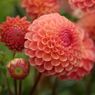 Caitlin's Joy Dahlia Knöl
